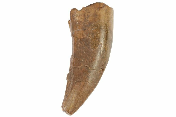 Partial Tyrannosaur Tooth - Montana #72345